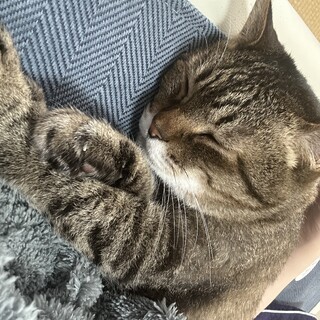 キジトラ10歳〜12歳くらいの女の子