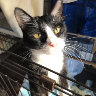 2/22 譲渡会　のりもち君　人慣れ抜群