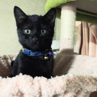 トライアル中  ちょっと大人しめ少し長毛の男の子