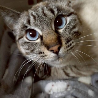 ブルーアイ・リンクスポイントのアリスちゃん