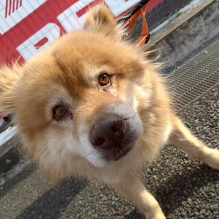 大きくてもふもふな【フロマージュ】くん