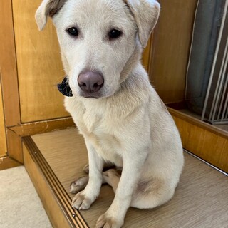 甘えん坊な【ベホマ】ちゃん