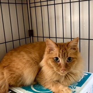 ブラウンロングコートマンクスMIX風いまるちゃん