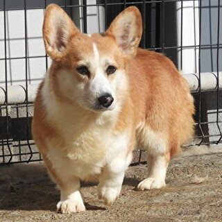 コーギー男の子