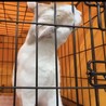 美猫　さくちゃん　3歳 サムネイル7