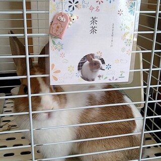 うさぎの里親募集