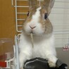 うさぎの里親募集 サムネイル2