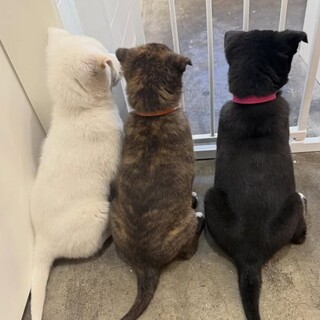 雑種の子犬4兄妹、元気いっぱい人馴れしています♪