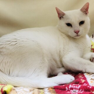 先住猫とあわずトライアル帰りのしろ君の再募集