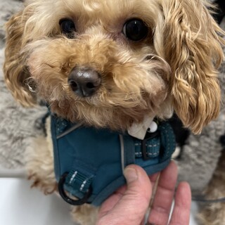 ⭐︎抱っこが大好き⭐︎トイプードルのココちゃん