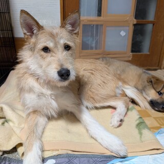 平和主義のテリア系ミックス「このはさん」