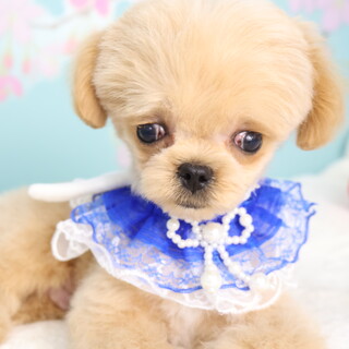 水頭症のマルプーちゃん(男の子)