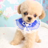 水頭症のマルプーちゃん(男の子) サムネイル4