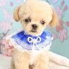 水頭症のマルプーちゃん(男の子) サムネイル5