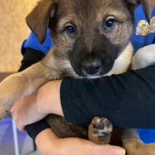 香川県出身【ポニョ君】生後2ヶ月半位