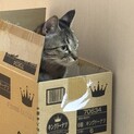 急募‼️ メス猫