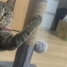 急募‼️ メス猫 サムネイル2