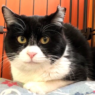 キュートな黒白ちゃん