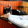 キュートな黒白ちゃん サムネイル2