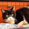 キュートな黒白ちゃん サムネイル3