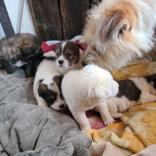 １２/２８生まれ子犬