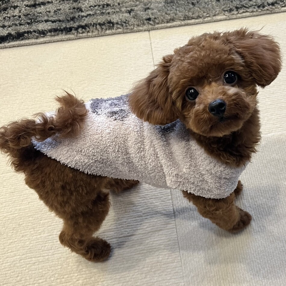 ノアのカバー写真