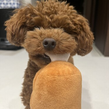 お気に入りのおもちゃ5代目