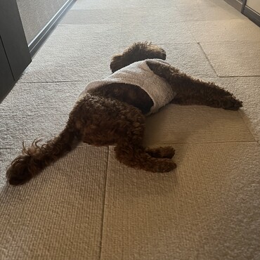 遊び疲れてダウン