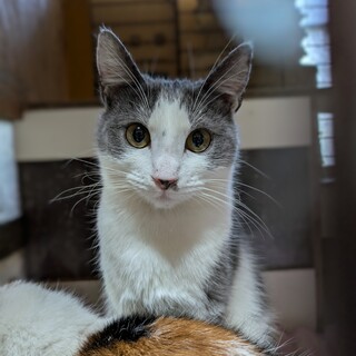 なでなで大好き！甘えんぼうな女の子♡かるーあ