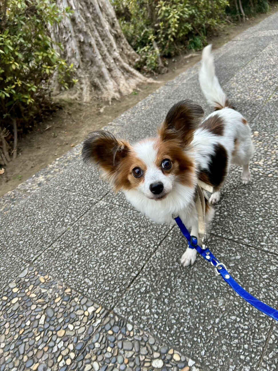 笑顔が可愛い！パピヨンのありちゃん サムネイル2