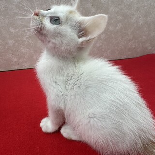 兄妹で参加！何時も一緒の仲良しこよし❤トコトコ