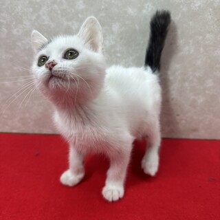 兄妹で参加！何時も一緒の仲良しこよし❤クスクス