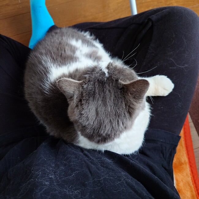 かずKazuのカバー写真