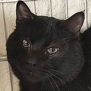 飼育崩壊レスキュー,あっくん♂5〜7歳