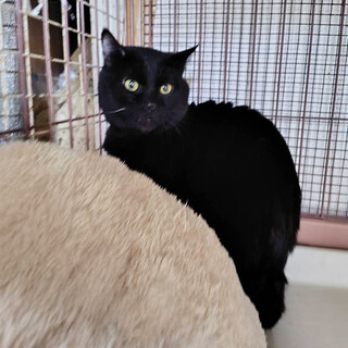 飼育崩壊レスキュー,ブッチ♂2〜4歳