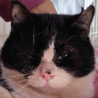 飼育崩壊レスキュー,クー君♂4〜5歳