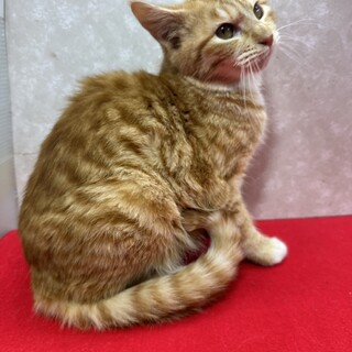 懐っこい茶シロ！初心者、単身者にも最適❤果林