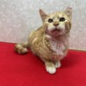 懐っこい茶シロ！初心者、単身者にも最適❤果林 サムネイル2
