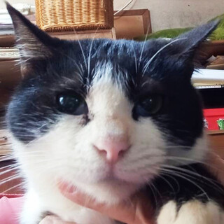 飼育崩壊レスキュー,たまちゃん♀2〜4歳