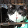 飼育崩壊レスキュー,たまちゃん♀2〜4歳 サムネイル3
