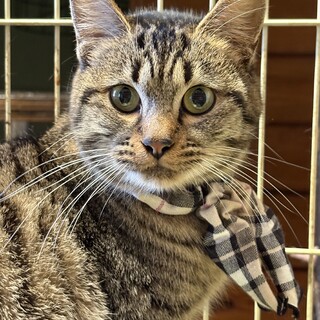 甘えん坊な女の子　響