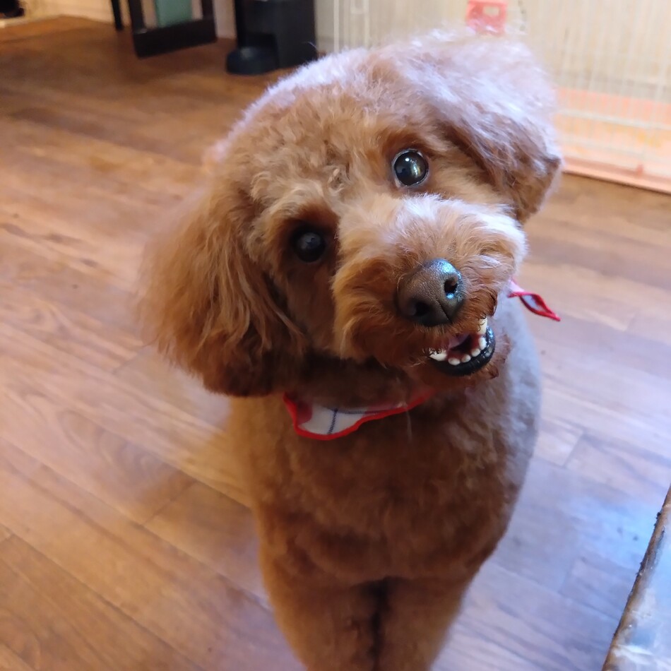 もふのカバー写真