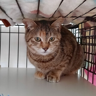 �V���[���邯�ǂ���͂����܂��w�V���V���x