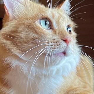 のーんびりレオくん❣️