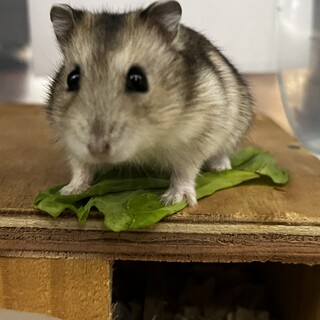 1歳のジャンガリアンハムスター/グレー3匹います！