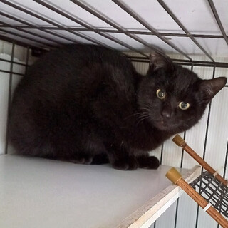 �܂��V���C�����ǂ���͂����܂��w�|�|�x