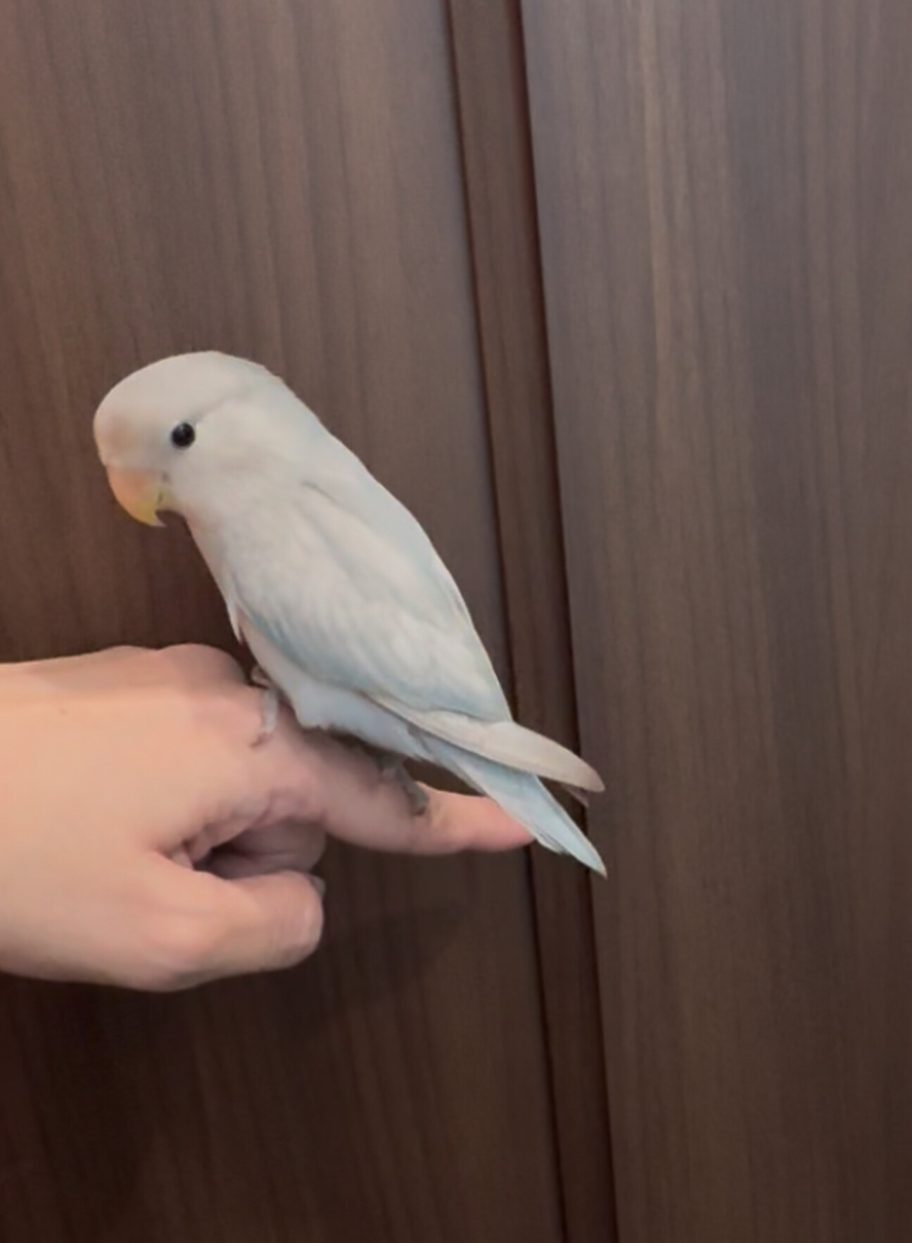 募集停止中 サムネイル1