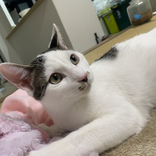 わんぱく小僧　のりべん