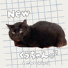 元ボス猫さんのくーちゃん♂ サムネイル4