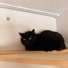 元ボス猫さんのくーちゃん♂ サムネイル5